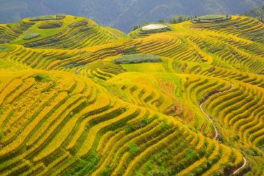 Longji pirinç terasları