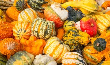 renkli kabak toplama 