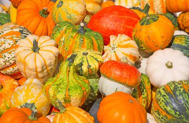 renkli kabak toplama 