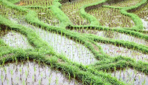 Reisfelder, für Reis vorbereitet — Stockfoto