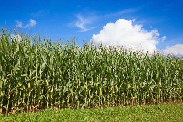 Kukuřičné pole pod modrou oblohou — Stock fotografie