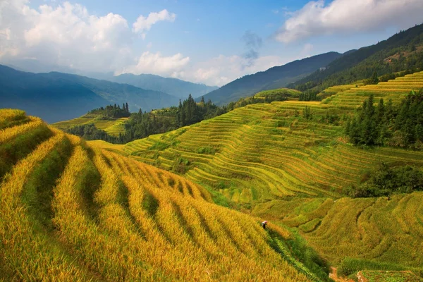 Terraços de arroz longji — Fotografia de Stock