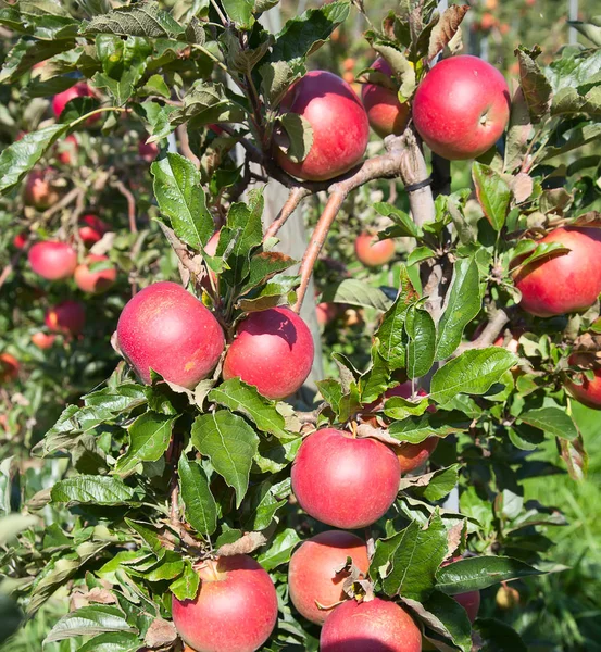 Ogród pełen riped czerwone jabłka — Zdjęcie stockowe
