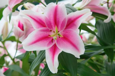 Bahçede çiçek lilyum