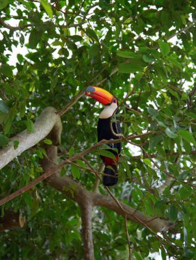 Ormanda renkli tucan
