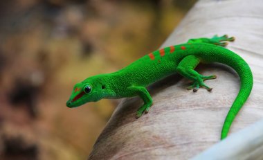 Green gecko on the palm clipart