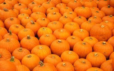 renkli kabak toplama