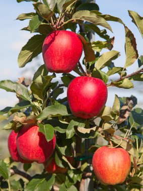 riped kırmızı elmalar