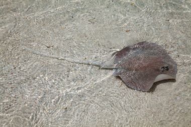 Stingray sığ suda