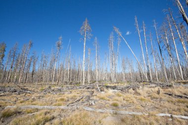 Yellowstone Milli Parkı