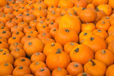 renkli kabak toplama