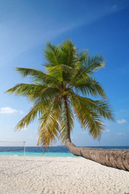 tropikal Maldiv Adası. 