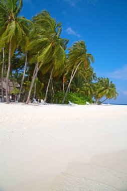 tropikal Maldiv Adası. 