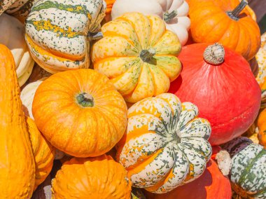 renkli kabak toplama