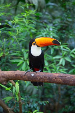 Ormanda renkli tucan