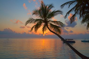 tropikal Maldiv Adası. 