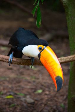 Ormanda renkli tucan