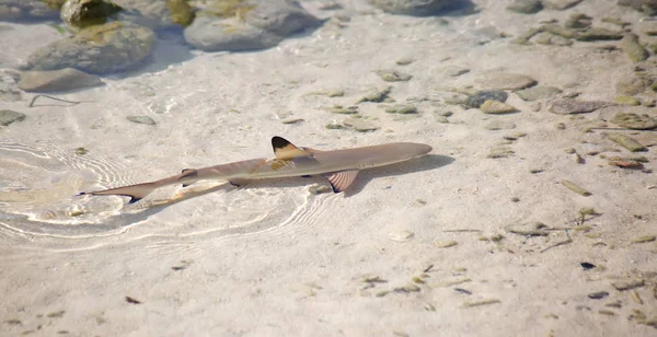 Blacktip Resif Köpekbalığı — Stok fotoğraf