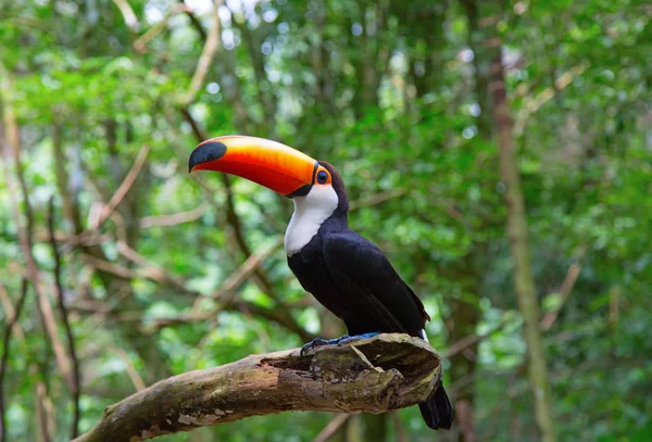 Colorful tucan in jungle — Stock Photo, Image
