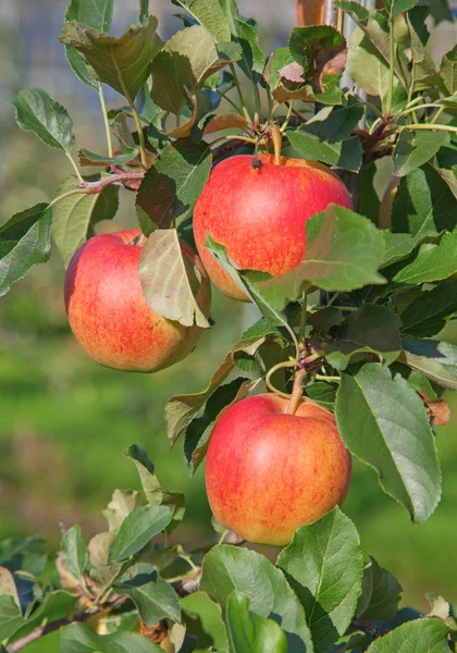 Riped red apples — Stock Photo, Image