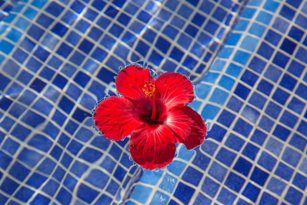 Tropical hibiscus flower in water — Stock Photo, Image