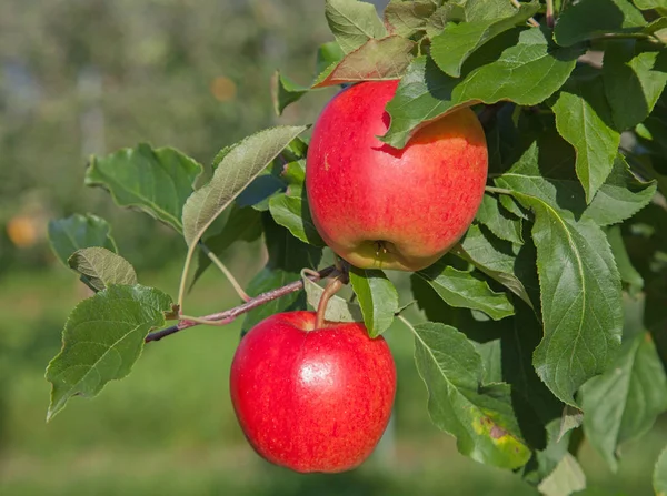 Gerijpte rode appels — Stockfoto