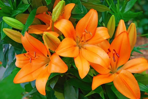 Blossoming lilies in garden — Stock Photo, Image