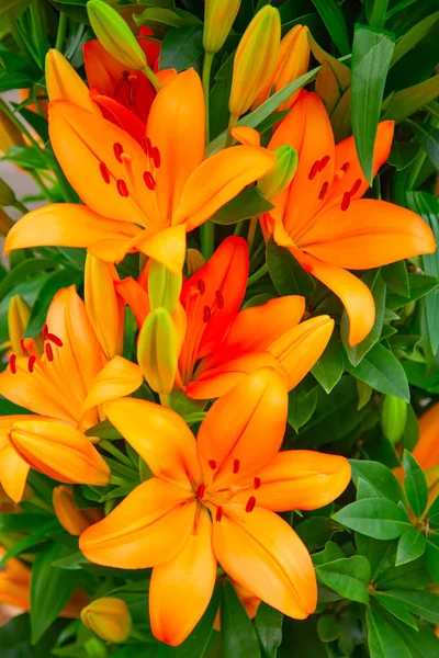 Blossoming lilies in garden — Stock Photo, Image