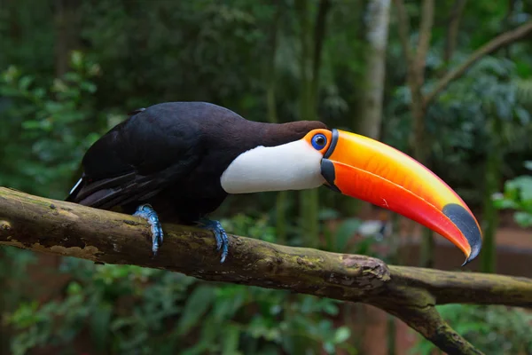 Färgglada tucan i djungeln — Stockfoto