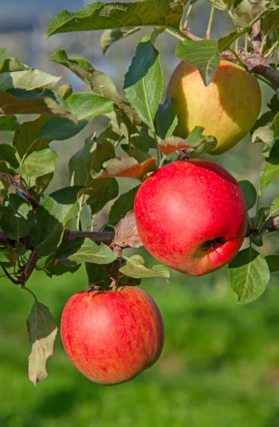 Gerijpte rode appels — Stockfoto