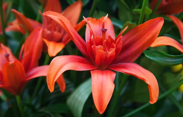 Blossoming lilies in garden — Stock Photo, Image