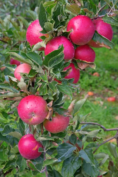 Riped czerwone jabłka — Zdjęcie stockowe