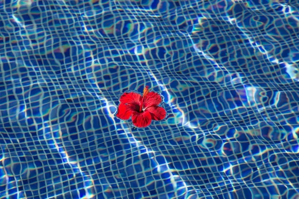 Tropical hibiscus flower in water — Stock Photo, Image