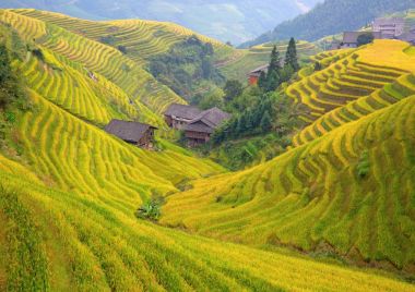 longsheng pirinç terasları