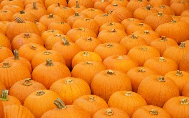 renkli kabak toplama