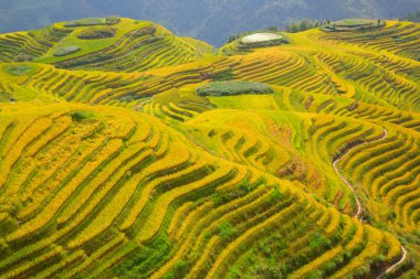 longsheng pirinç terasları