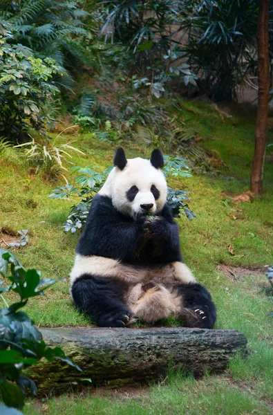 Giant panda bear — Stockfoto