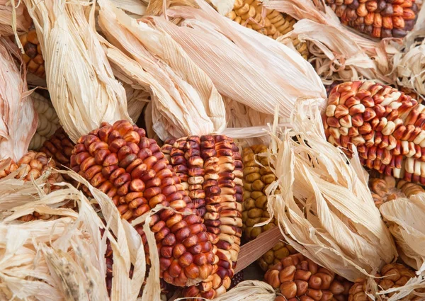 Maíz decorativo en el mercado — Foto de Stock