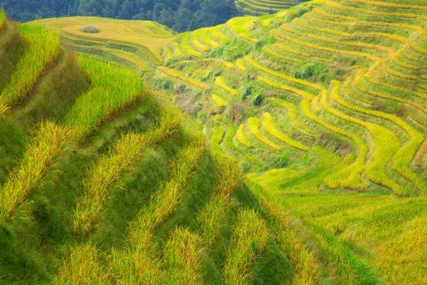 Terrasses de riz Longsheng — Photo