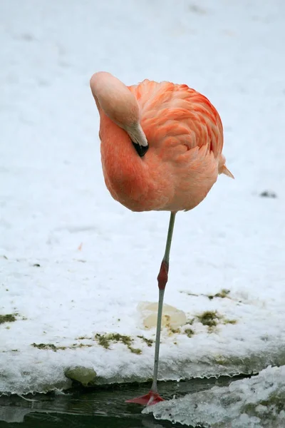 Pink flamingo on snow — Stock Photo, Image
