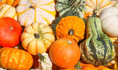 renkli kabak toplama