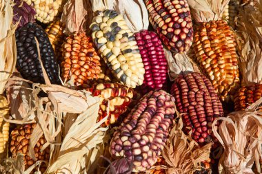 Dekoratif Mısır pazarında