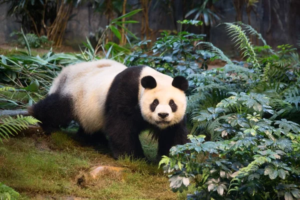 Oso Panda Gigante —  Fotos de Stock