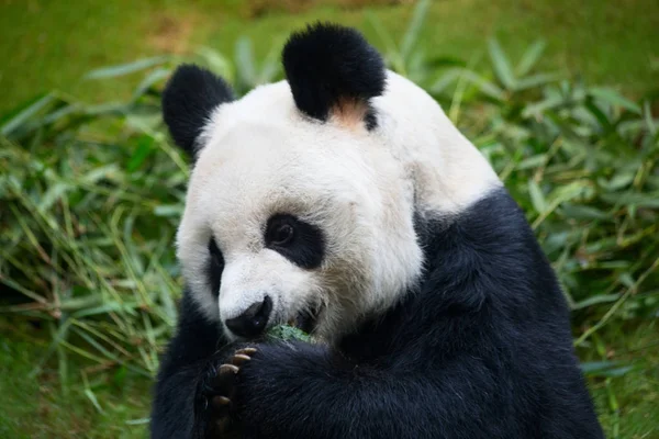 Oso Panda Gigante — Foto de Stock
