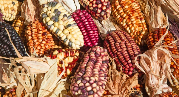 Декоративна кукурудза на ринку — стокове фото