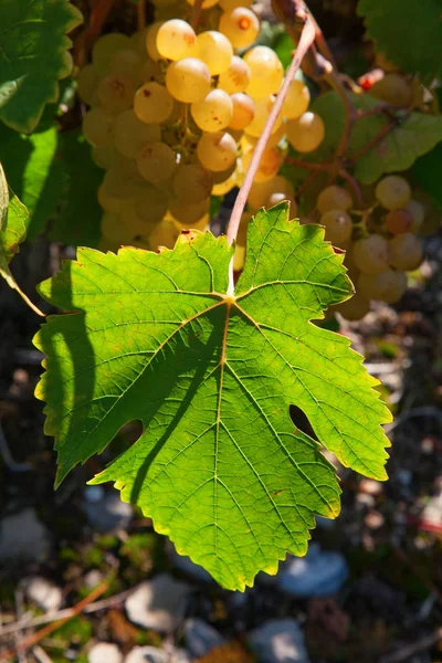 Ripe yellow grapes — Stock Photo, Image