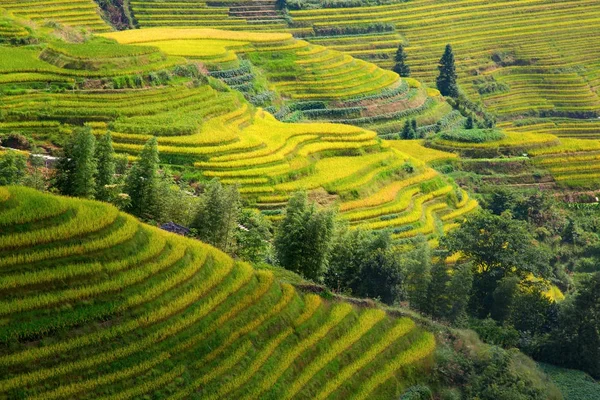 Terraços de arroz longsheng — Fotografia de Stock