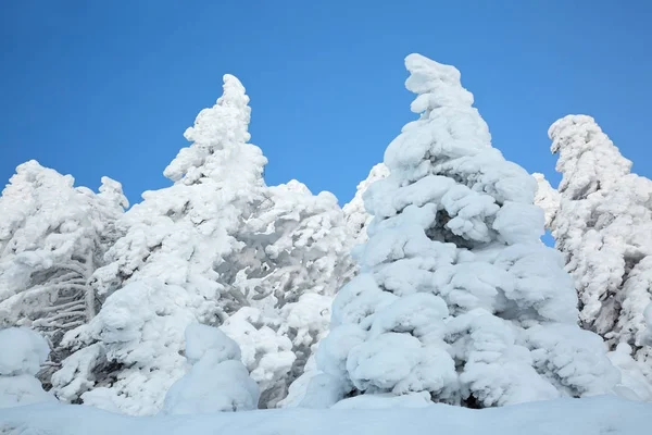 Снег в швейцарских Альпах — стоковое фото
