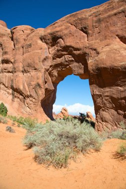 Ünlü Pime ağaç kemer