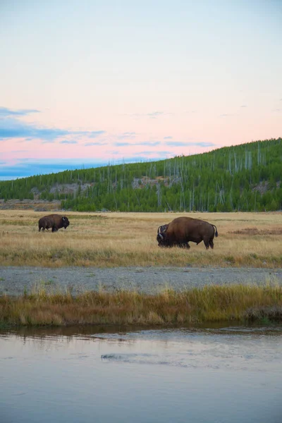 Bisons in the Yellowstone national park, — Stock Photo, Image